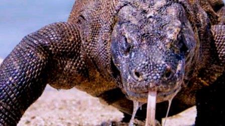 Komodo Dragon Trekking Komodo Dragon Trekking